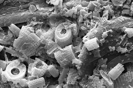 Diatomaceous earth